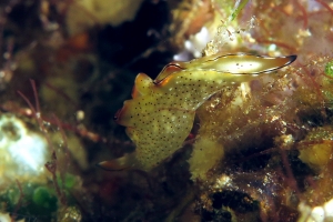 Elysia marginata
