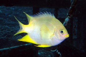 Amblyglyphidodon aureus