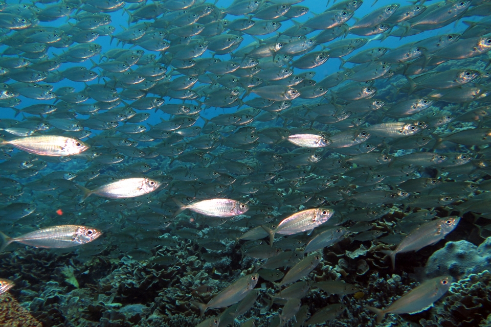 Decapterus russelli