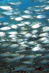 Decapterus russelli