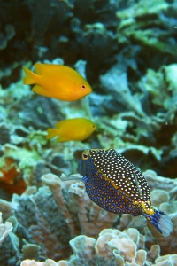 Ostracion meleagris, Pomacentrus moluccensis
