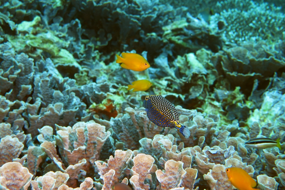 Ostracion meleagris, Pomacentrus moluccensis