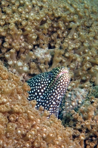 Gymnothorax meleagris