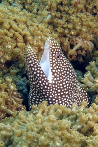 Gymnothorax meleagris