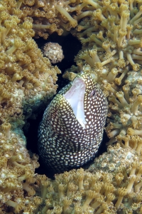 Gymnothorax meleagris