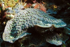 Corail