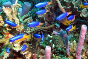 Pomacentrus auriventris, Pomacentrus caeruleus