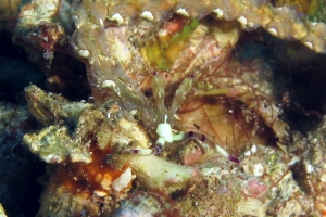 Pteraeolidia semperi