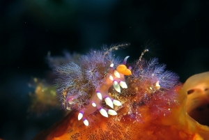 Flabellina exoptata