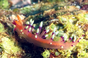 Flabellina exoptata