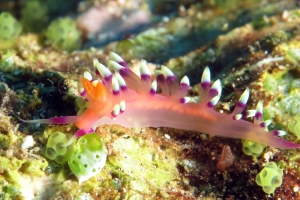 Flabellina exoptata