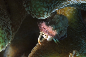 Calcinus minutus
