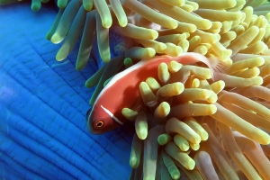 Amphiprion perideraion, Heteractis magnifica