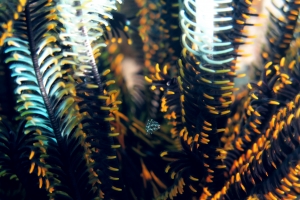 5 IMG_3419+ 15h58