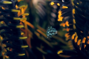 Crinoïde, Poisson juvénile