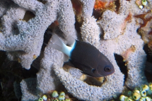 Eponge, Pycnochromis margaritifer