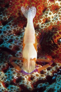 Zenopontonia rex, Thelenota anax