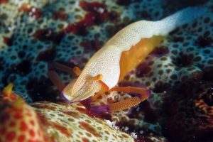 Zenopontonia rex, Thelenota anax