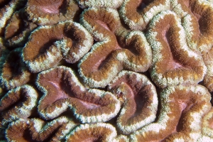 Corail : Lobophyllia hemprichii ?