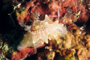 Halgerda Batangas