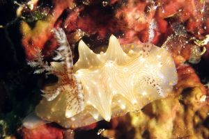 Halgerda Batangas