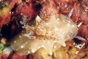 Halgerda Batangas