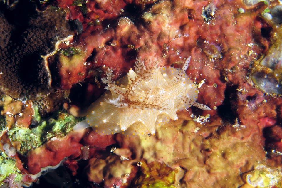 Halgerda Batangas