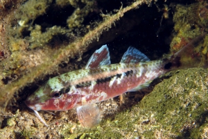 Parupeneus macronemus