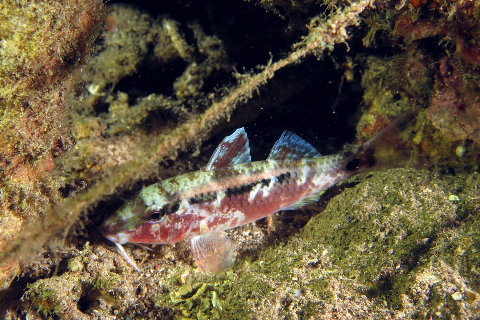 Parupeneus macronemus