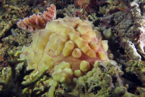 Dendrodoris carbunculosa