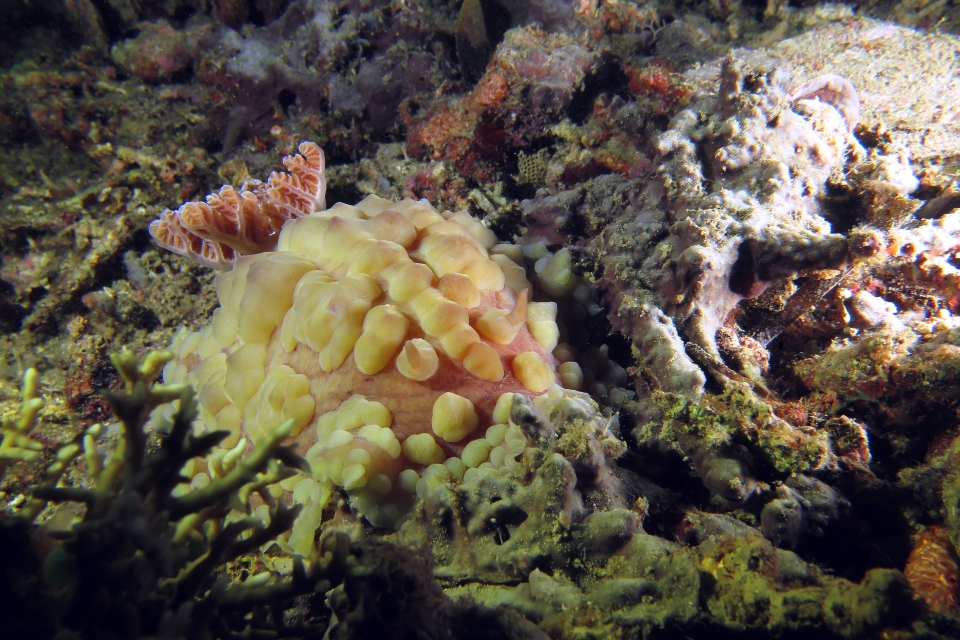 Dendrodoris carbunculosa