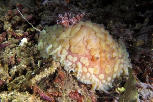 Dendrodoris carbunculosa