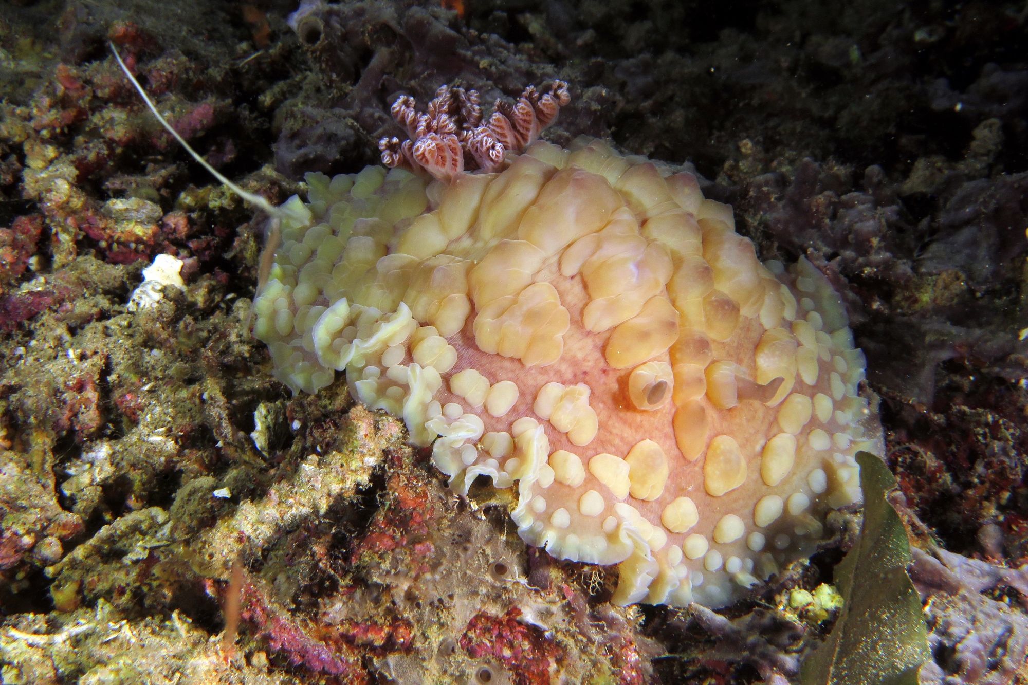Dendrodoris carbunculosa