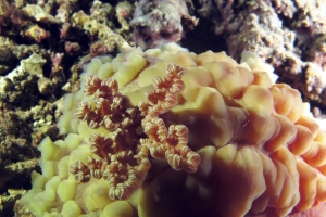 Dendrodoris carbunculosa