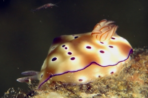 Hypselodoris tryoni