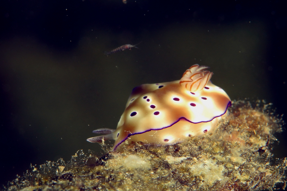 Hypselodoris tryoni