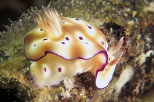 Hypselodoris tryoni