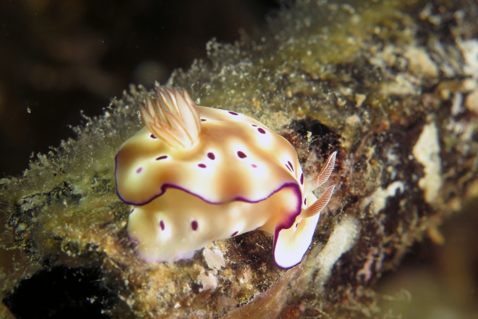 Hypselodoris tryoni