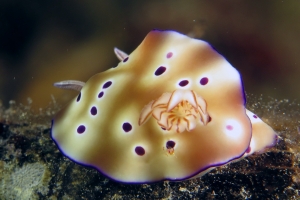 Hypselodoris tryoni
