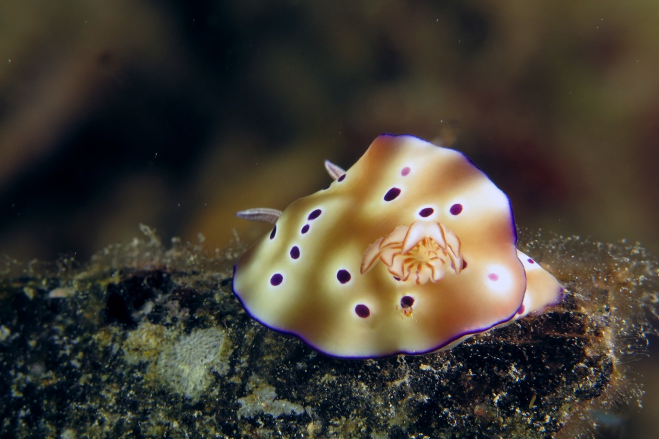 Hypselodoris tryoni