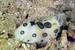 Jorunna funebris