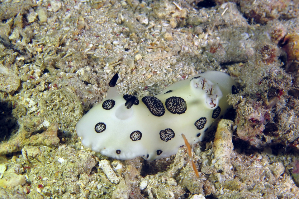 Jorunna funebris