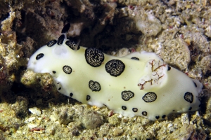 Jorunna funebris