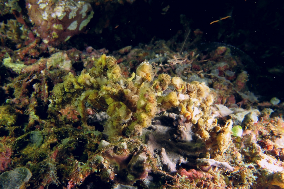 Camposcia retusa