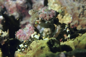 Cyclocoeloma tuberculata, Discosomatidae