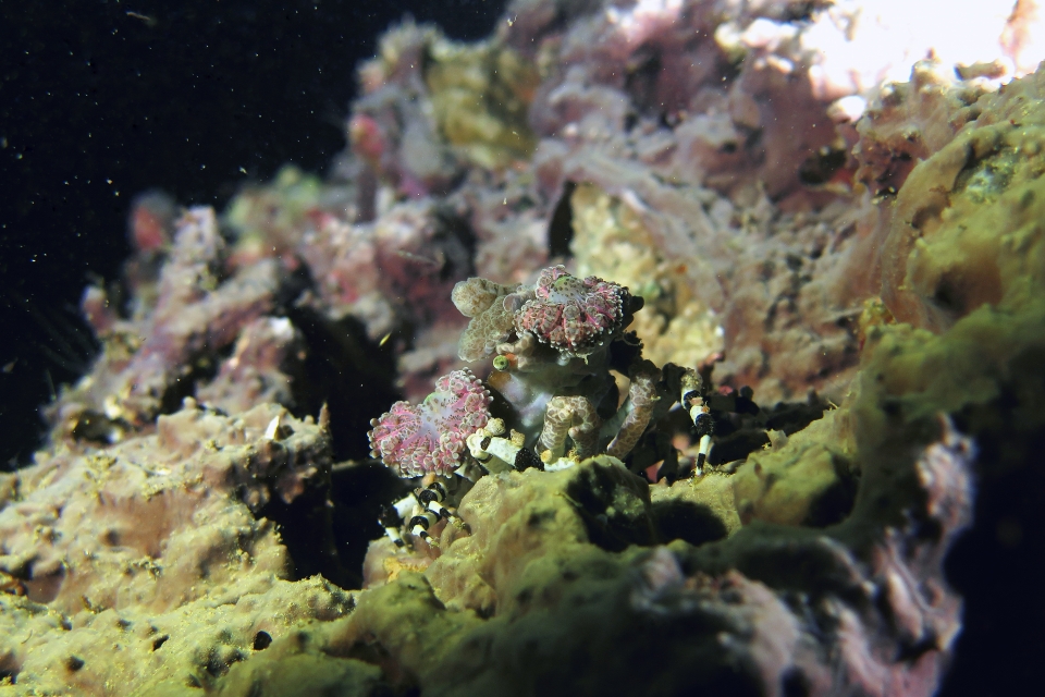 Cyclocoeloma tuberculata, Discosomatidae