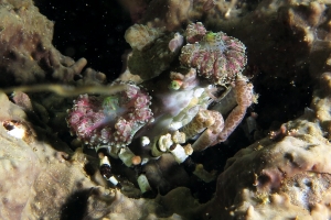 Cyclocoeloma tuberculata, Discosomatidae