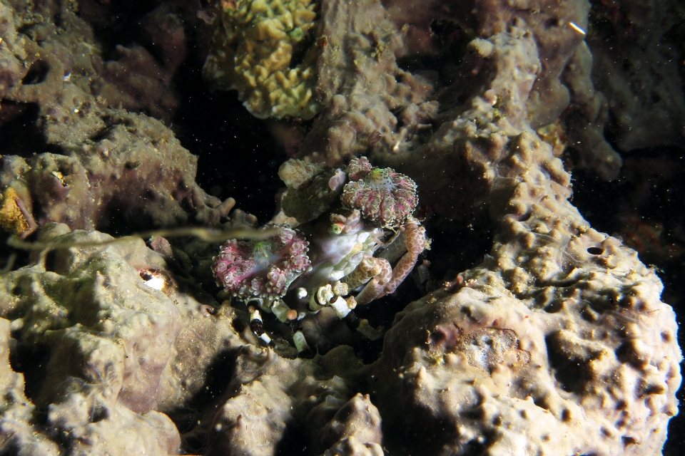 Cyclocoeloma tuberculata, Discosomatidae