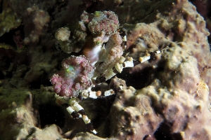 Cyclocoeloma tuberculata, Discosomatidae
