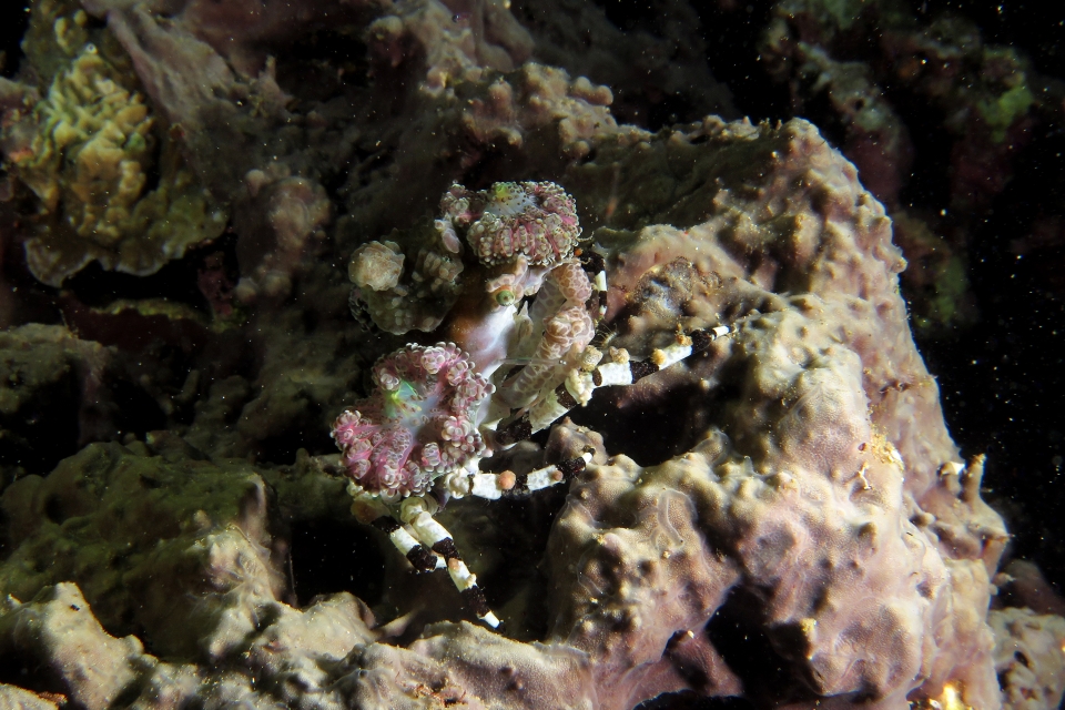 Cyclocoeloma tuberculata, Discosomatidae